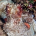 octopus_reef_nus_v_0705_png1899.jpg
